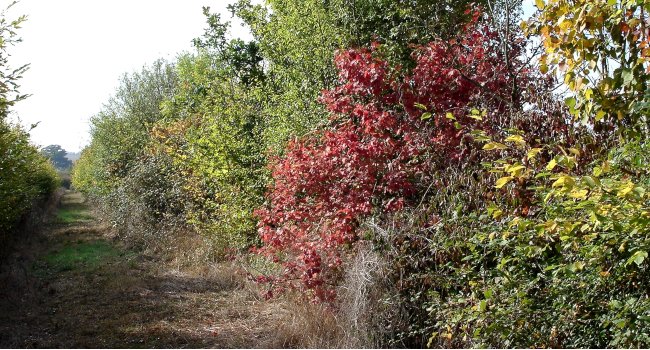 Plantation d'une haie